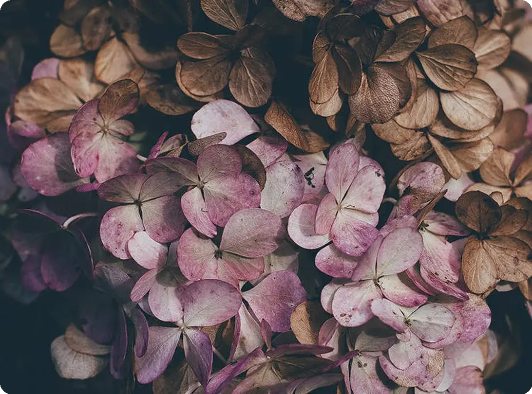 A dried flower arrangement being carefully secured inside a tissue-lined box for safe transport