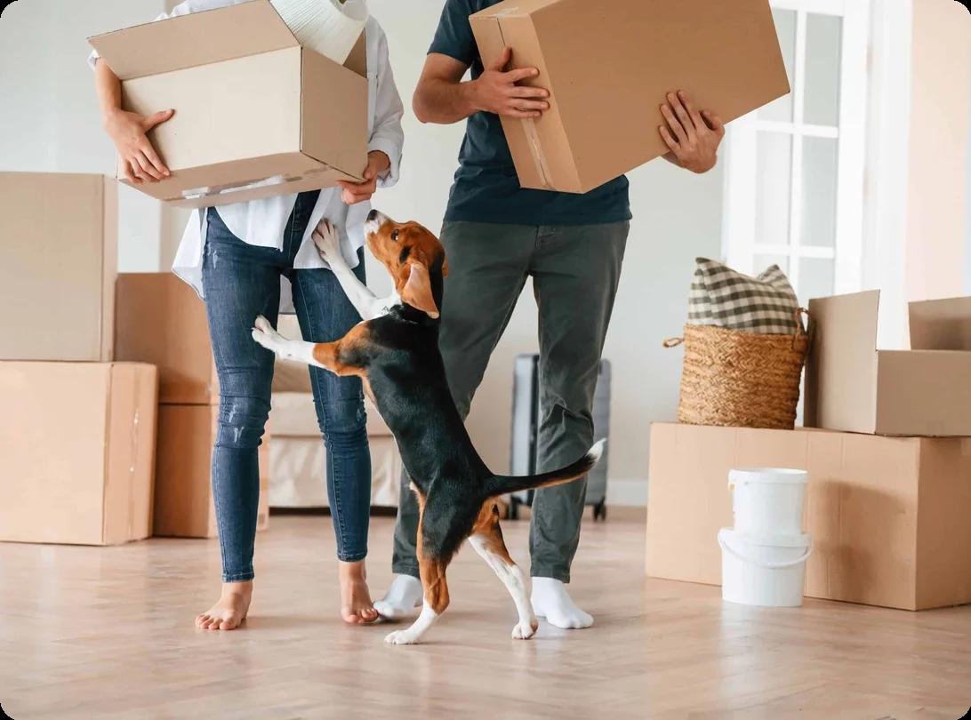 A man and a woman are carrying moving boxes in a bright room, surrounded by packed boxes. A playful beagle jumps up on them.