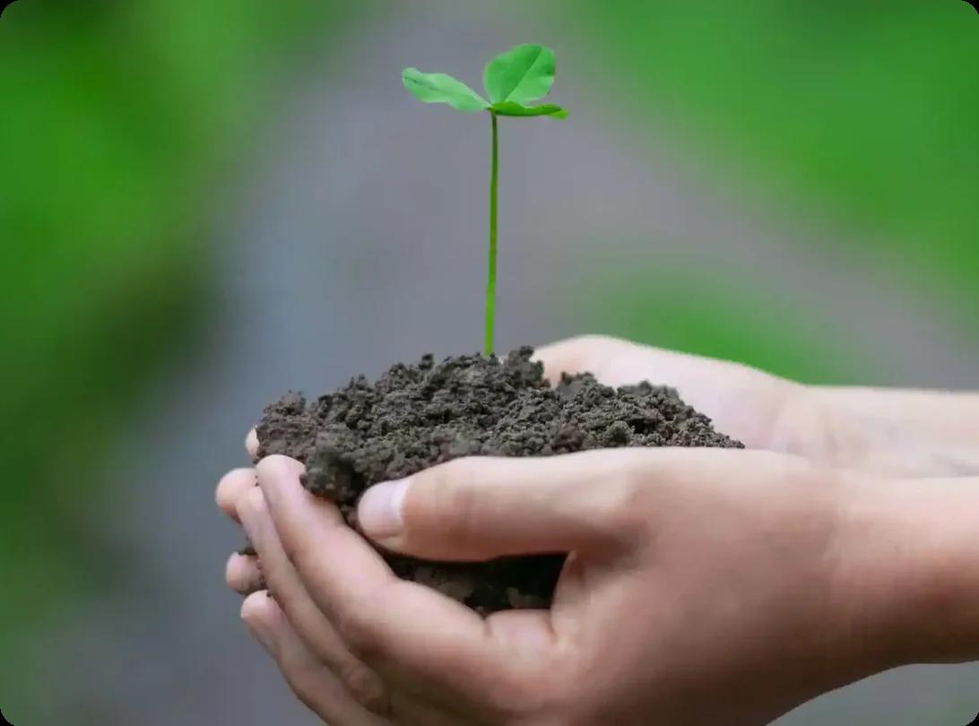 Image of a person holding dirt with a plant coming out of it.